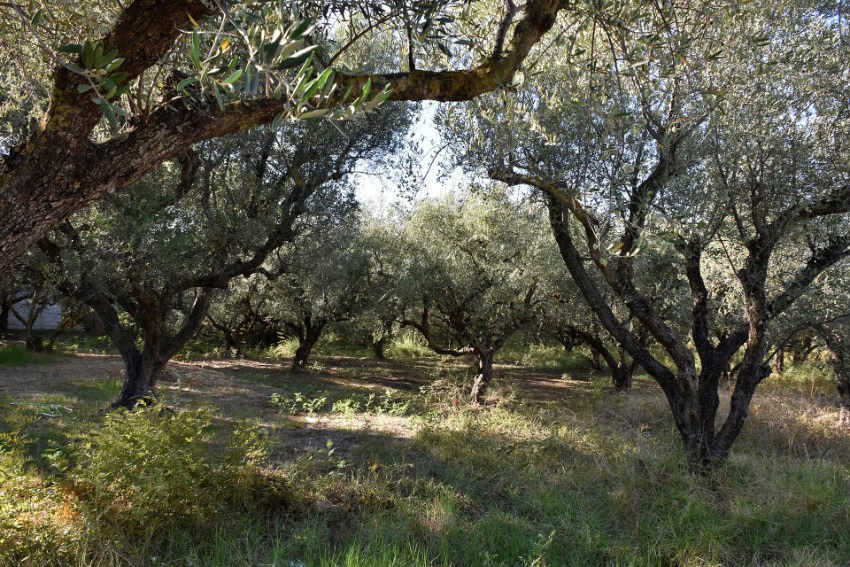 04 oliivilehto.jpg