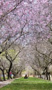 07 kirsikankukkien-aikaan