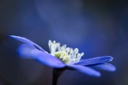 05 Blue-Anemone
