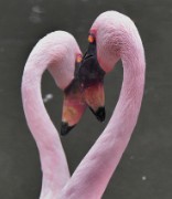 03 Flamingopari