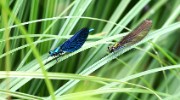 maija_tuominen_couple_of_dragonflies-2