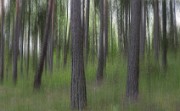 tuula purmonen_my favourite forest
