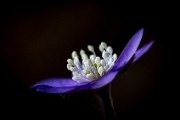 01 anemone