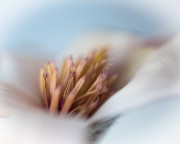 06 magnolia