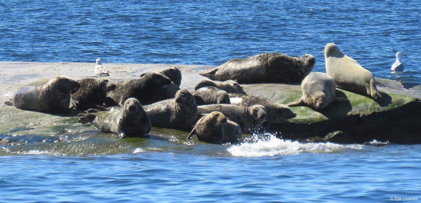 06 saaristolaiset.jpg