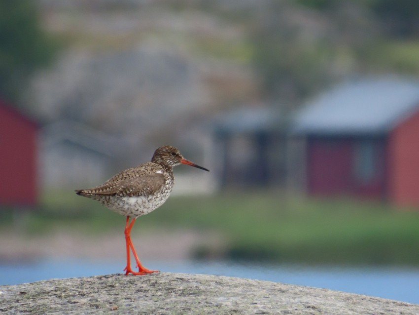 07 vikloilua.jpg