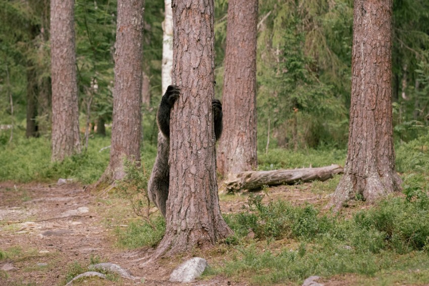 08 kiipeilypuut.jpg