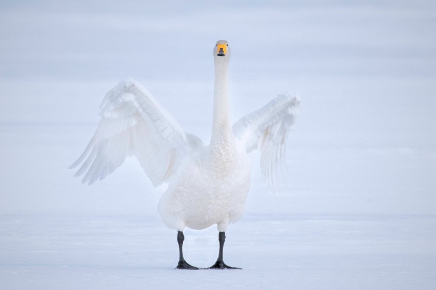 01 white-on-white.jpg