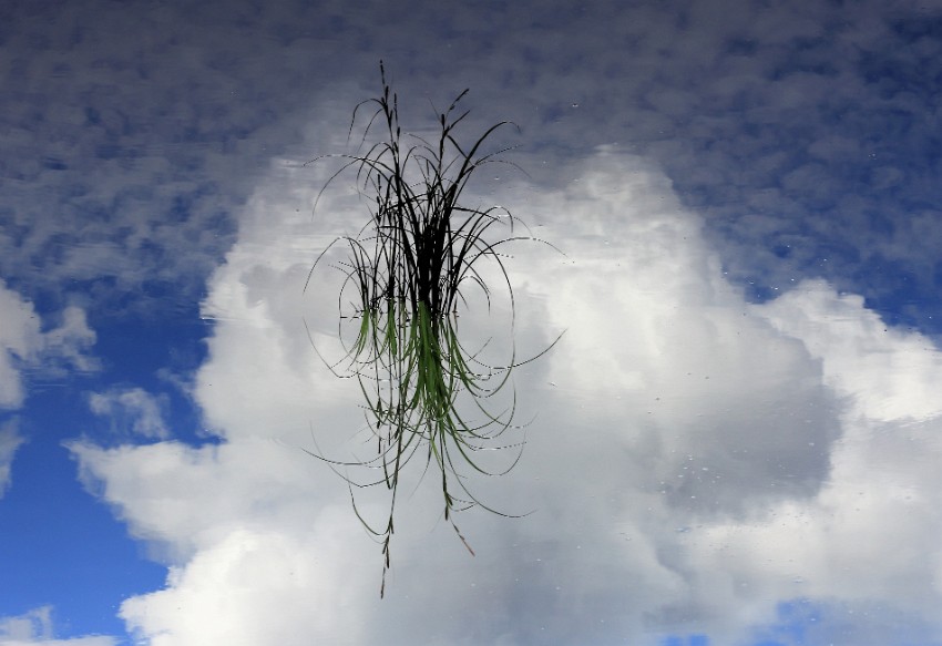 07 grass.jpg
