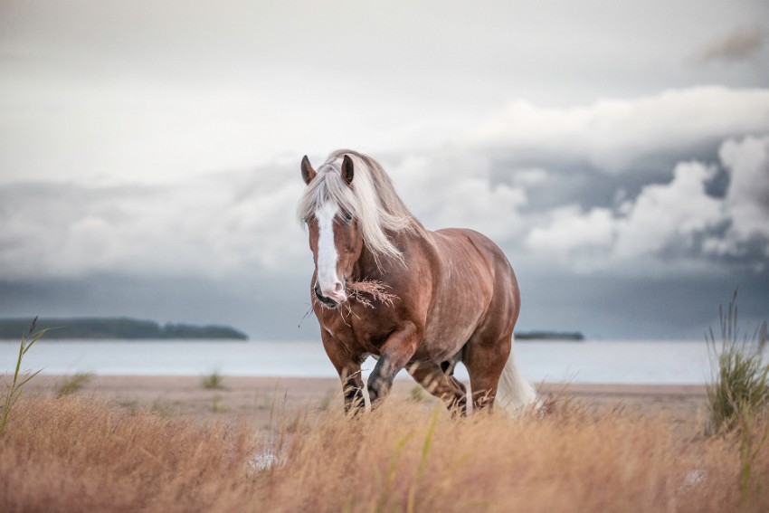 03 Equine.jpg