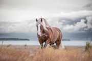 03 Equine