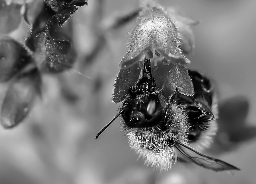 03 Kukka-ja-mehilainen.jpg