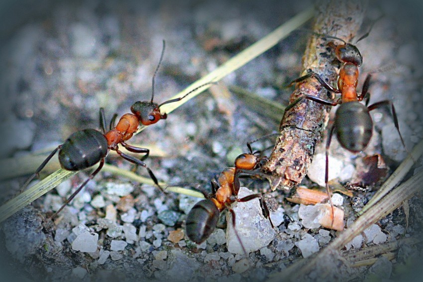 04 Kortta-kekoon.jpg