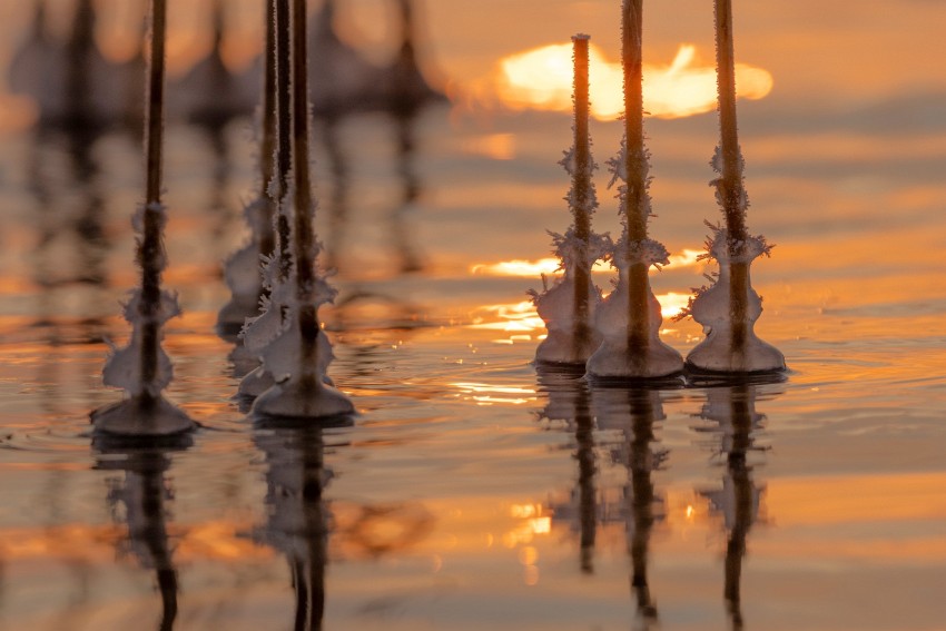 01 Aamun-kaislat.jpg