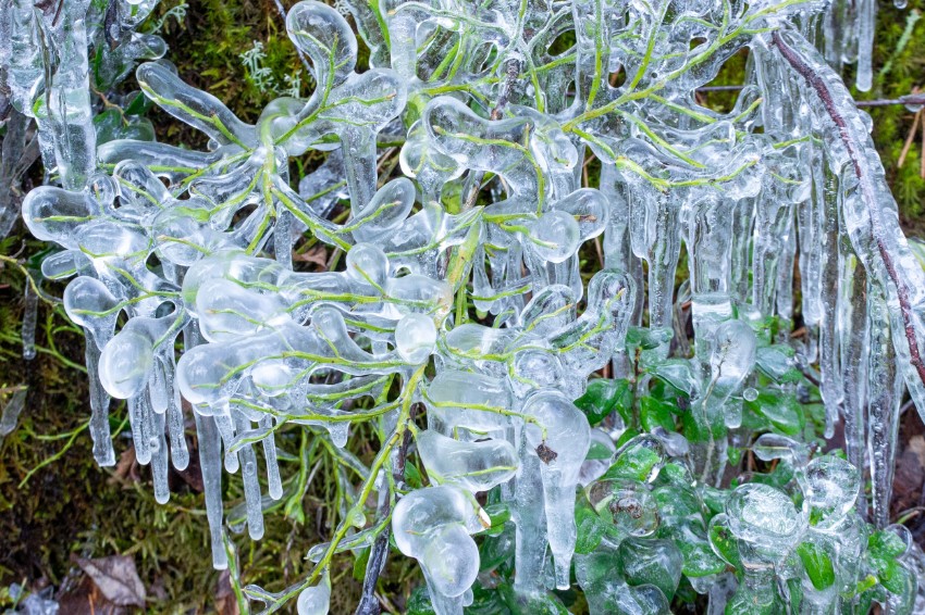 07 Mustikan-kevat.jpg