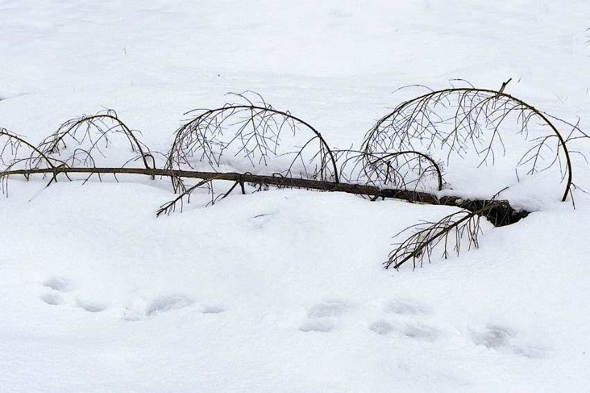 04 Kuusen-jaahyvaistervehdys.jpg