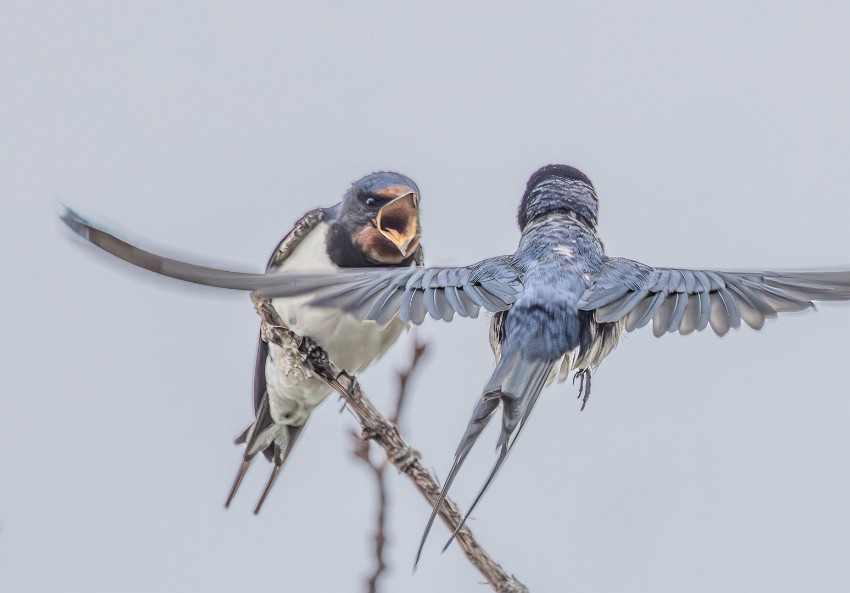 01 Tunteen-purkaus.jpg