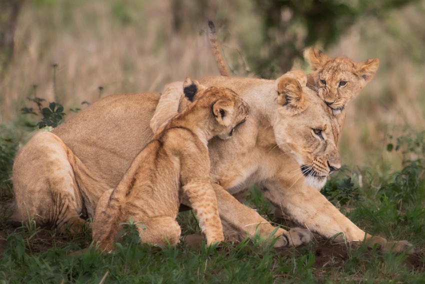 07 Aiti-hillitsee-tunteensa.jpg