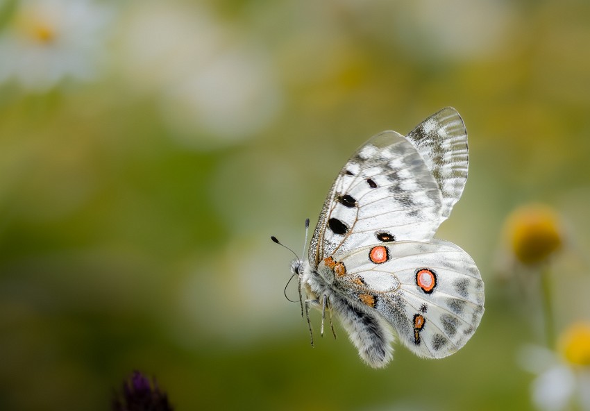 03 Kukasta-kukkaan.jpg