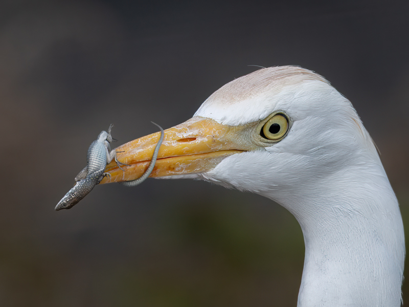 01 Liskon-kohtalo.jpg