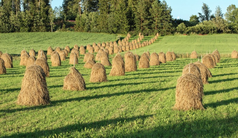 01 Linjat.jpg