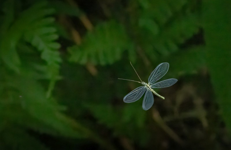 01 Elamaa-metsassa.jpg