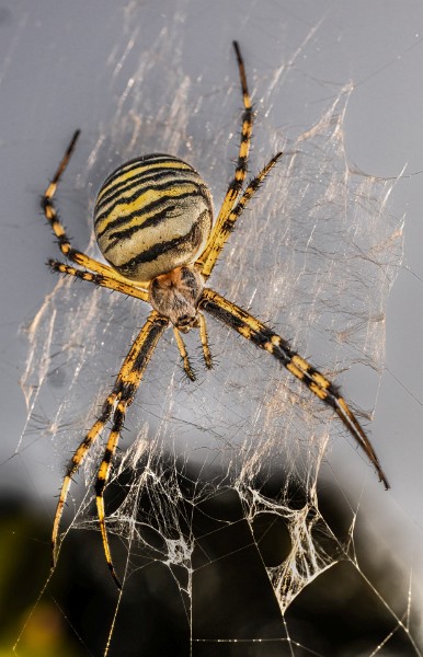 03 Tiikerihamahakki.jpg