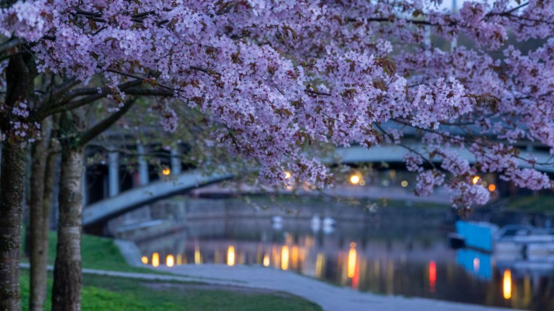 02 Cherry.jpg