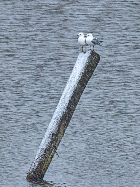 03 Huhtikuinen-takatalvi.jpg