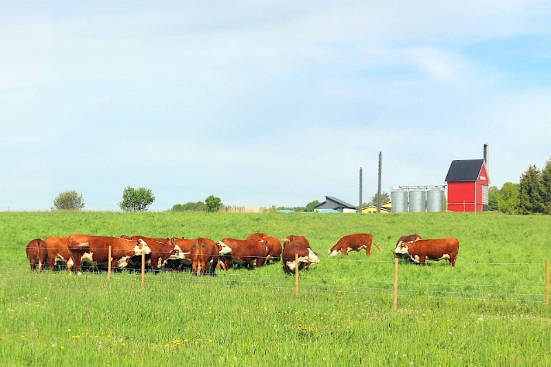 08 Kevat-laitumella.jpg