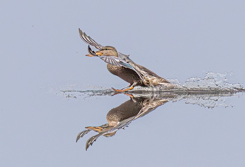 02 Lapasorsan-laskeutuminen.jpg