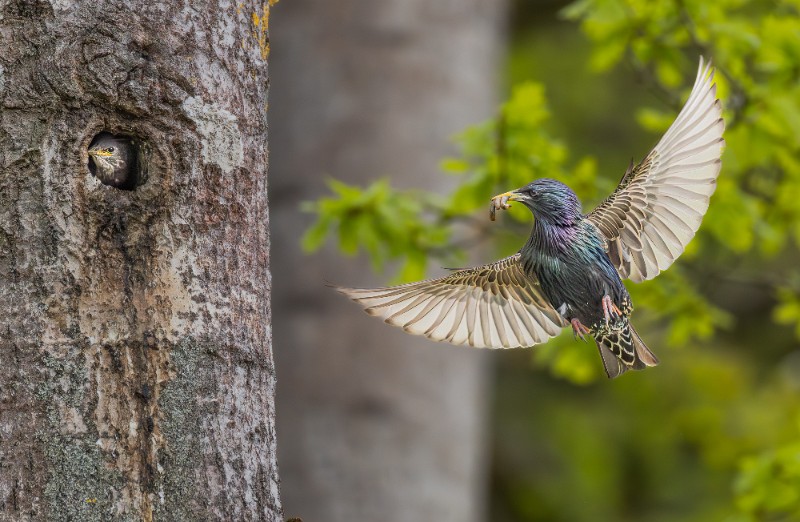 04 Ruoka-tulossa.jpg