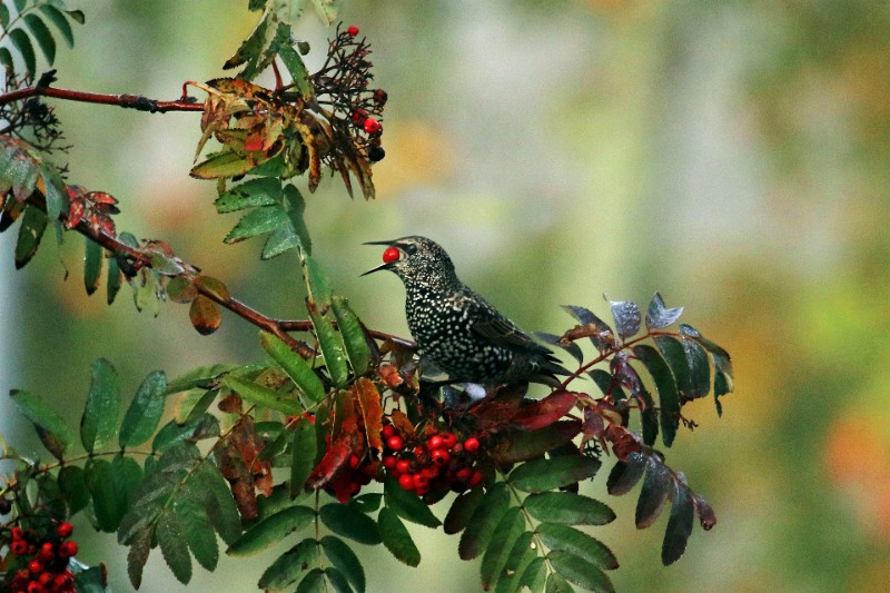 05 Kottarainen-pihlajalla.jpg