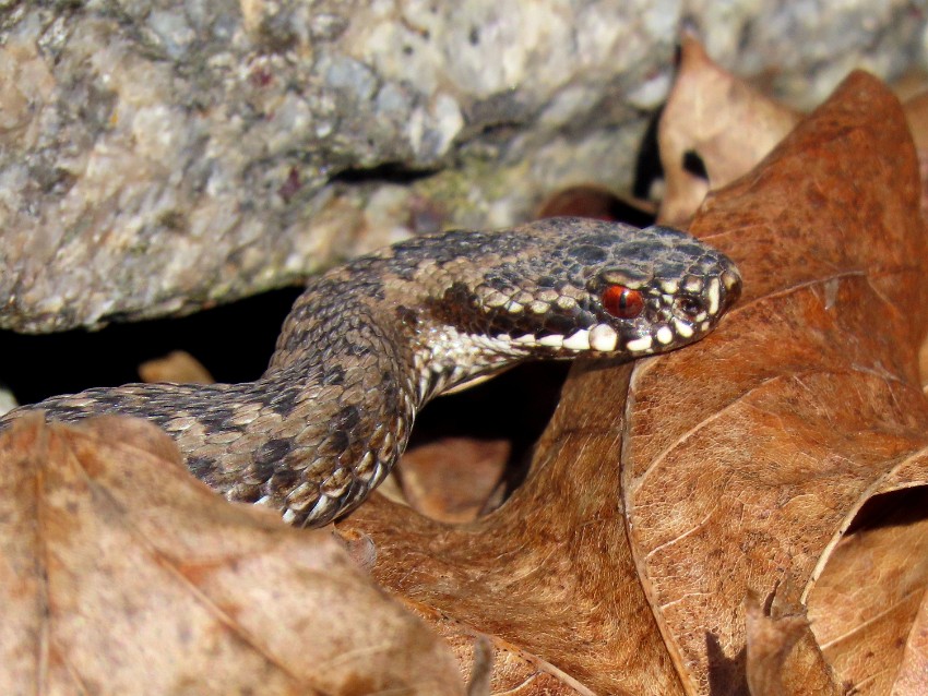 Eija-Lindroos_Viper.jpg