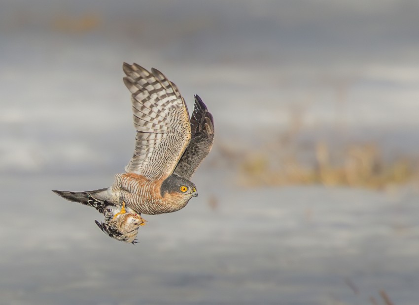 Henrik Sell The-Last-Flight-of-The-Snow-Bunting.jpg