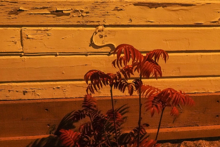 Vuosikilpailu_Vari_Flamingot.jpg