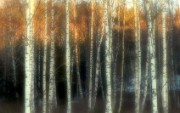 Into_ilta-auringon-taikaa-jpg